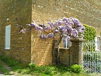 Glycine (Jarnioux - 69) (Photo F. Mrugala)